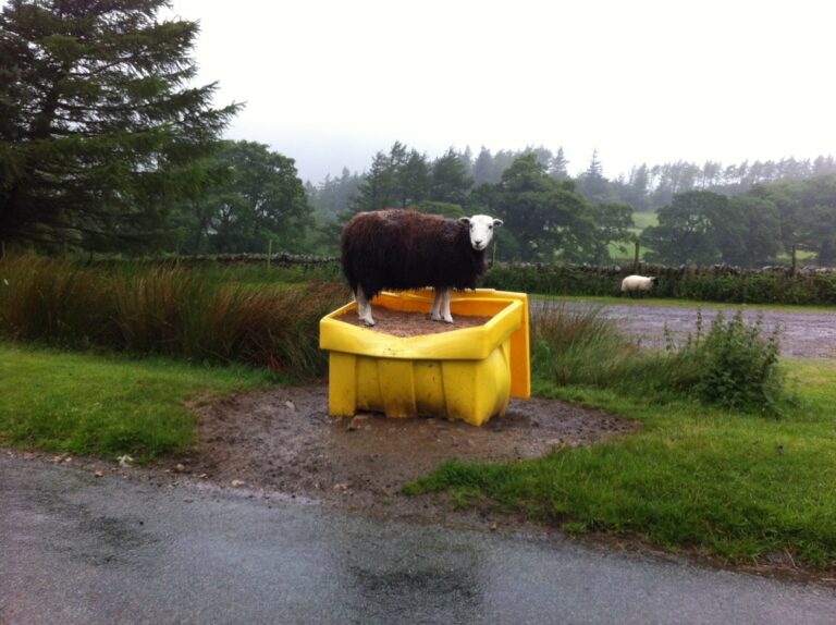 Sheep on a Box