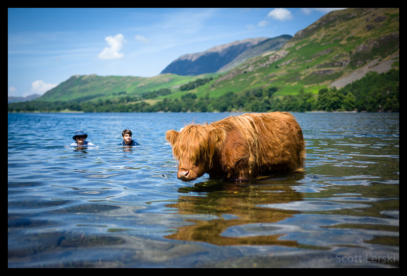Buttermere Cow