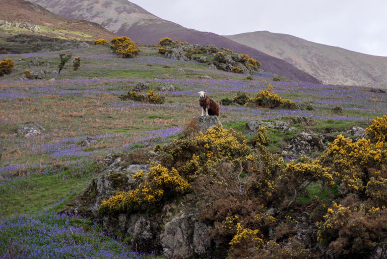 Things to do with the kids in Buttermere