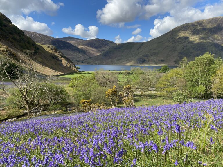 Bluebell Season 💜